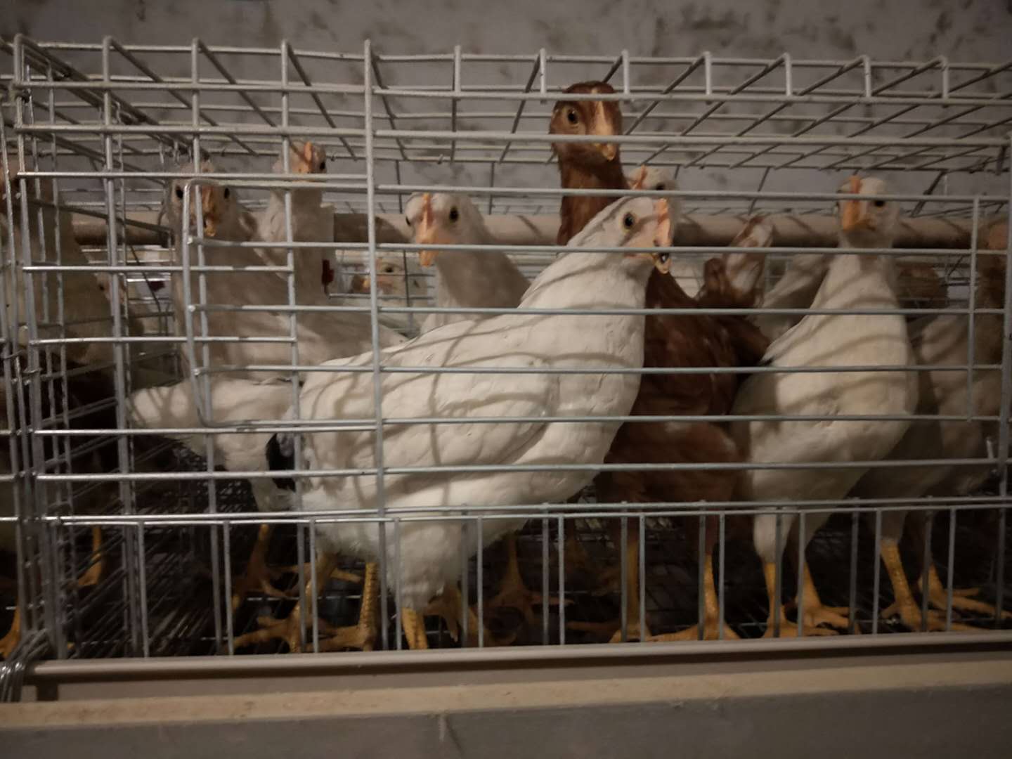 海兰灰青年鸡|60天粉壳青年蛋鸡厂家批发价格